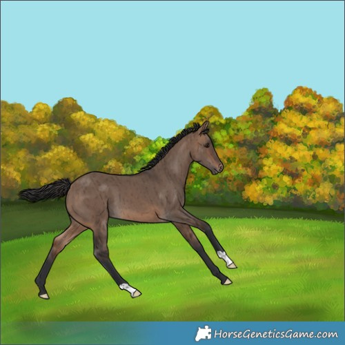 Horse Color:Brown Dun Brindle 