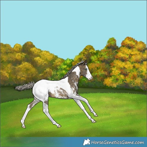 Horse Color:Silver Buckskin Sabino Splash Tobiano Varnish