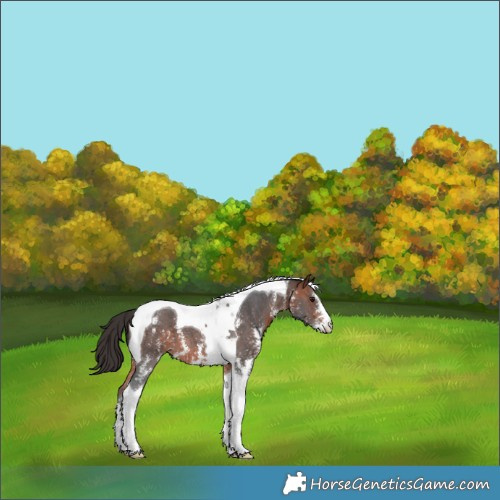 Horse Color:Bay Sabino Tobiano