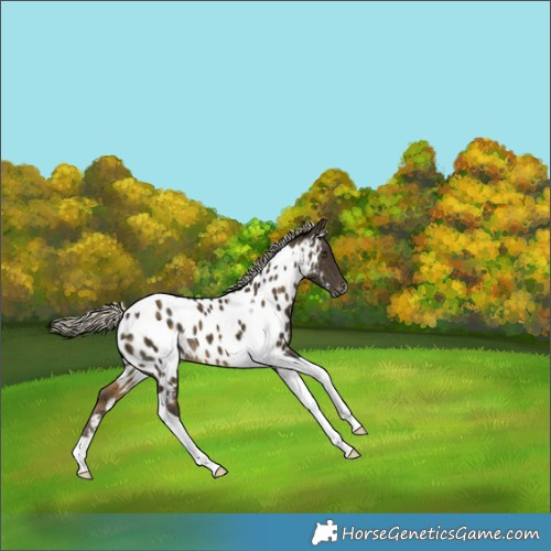 Horse Color:Silver Buckskin Tobiano Blanket
