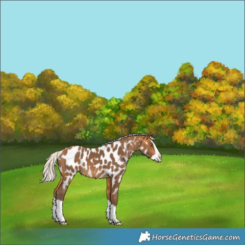 Horse Color:Silver Buckskin Splash Near Leopard