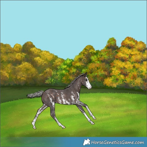 Horse Color:Silver Brown Sabino 