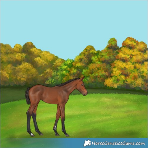 Horse Color:Bay 