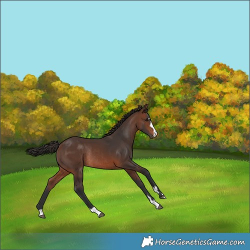 Horse Color:Brown Rabicano