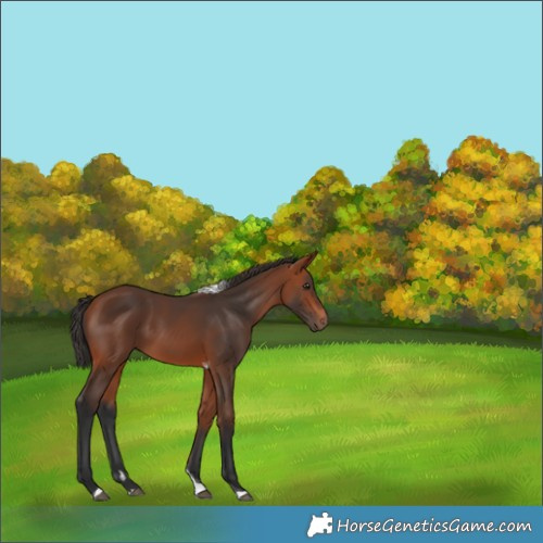 Horse Color:Bay Tobiano Rabicano