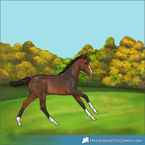 Horse Color:Bay Rabicano