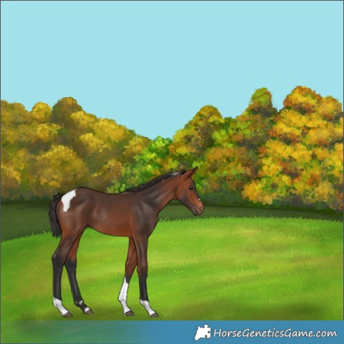 Horse Color:Bay Tobiano Rabicano