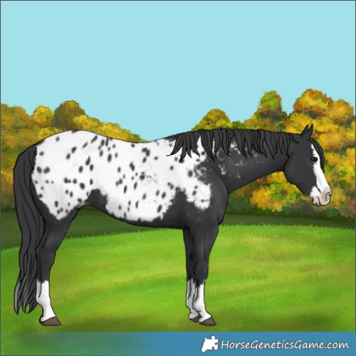 Horse Color:Black Splash Appaloosa 