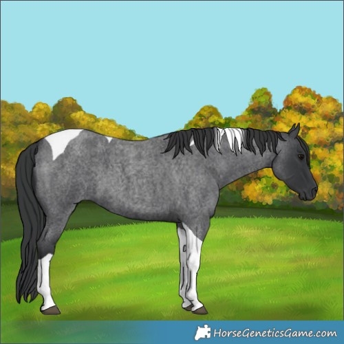 Horse Color:Blue Roan Tobiano 