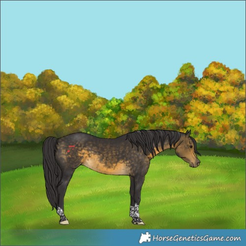 Horse Color:Buckskin Tobiano 