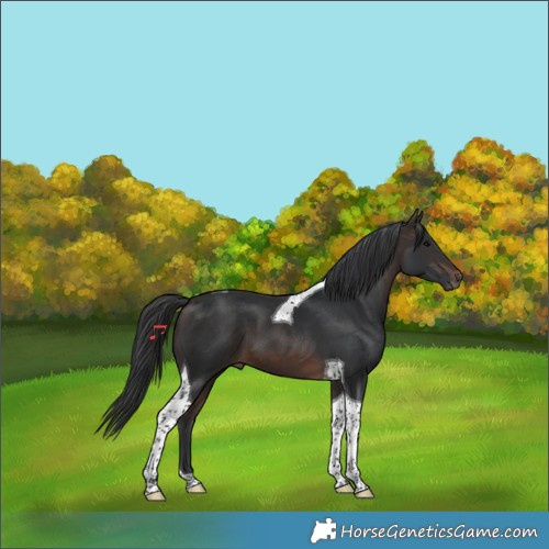 Horse Color:Brown Tobiano 