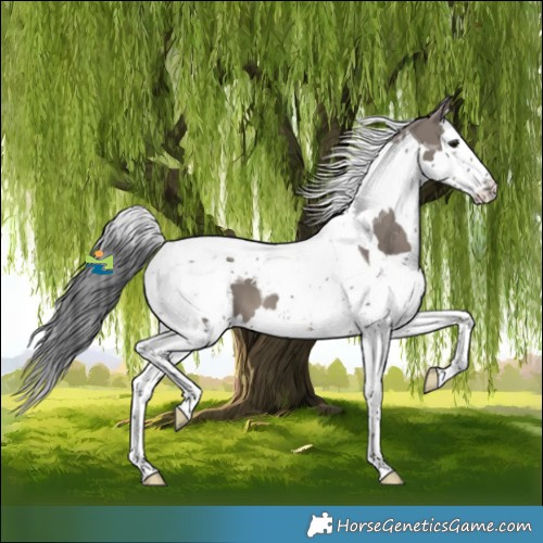 Horse Color:White Spotted Grullo Splash Tobiano