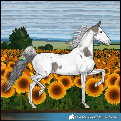 Horse Color:White Spotted Grullo Splash Tobiano 