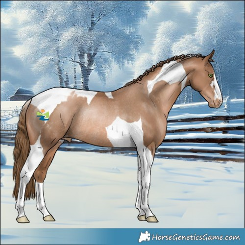 Horse Color:Liver Chestnut Pearl Tobiano Blanket Rabicano 