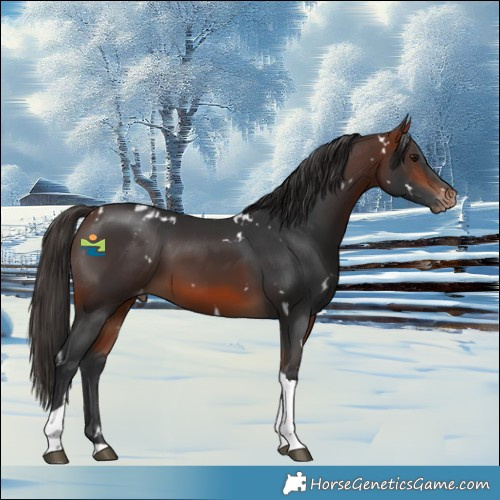 Horse Color:White Spotted Bay Tobiano Blanket 