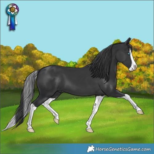 Horse Color:Black Splash