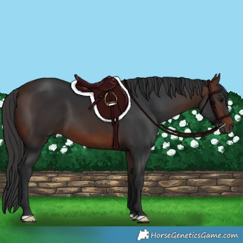 Horse Color:Brown 