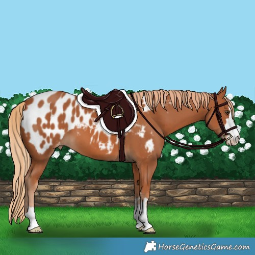 Horse Color:Chestnut Appaloosa