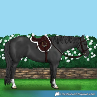 Horse Color:Black 