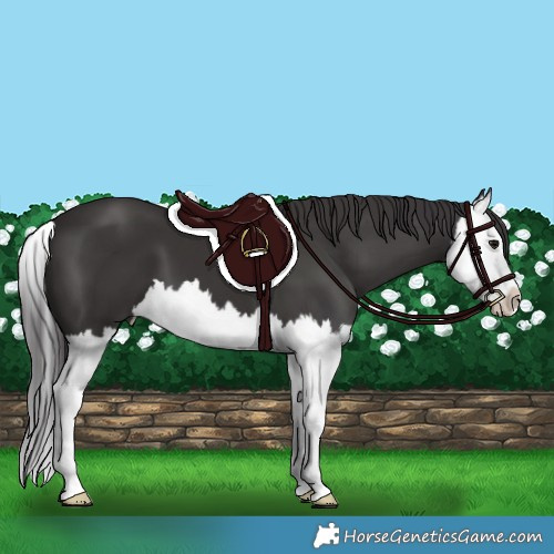Horse Color:Smoky Black Splash