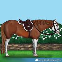 Horse Color:Chestnut Splash 
