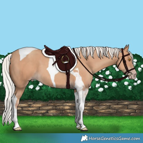 Horse Color:Silver Classic Champagne Tobiano 