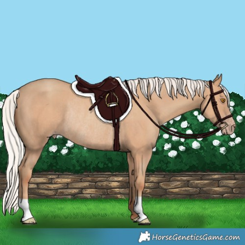 Horse Color:Silver Classic Champagne Rabicano 