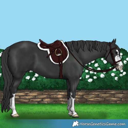 Horse Color:Black 