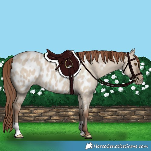 Horse Color:Classic Champagne Dun Blanket 