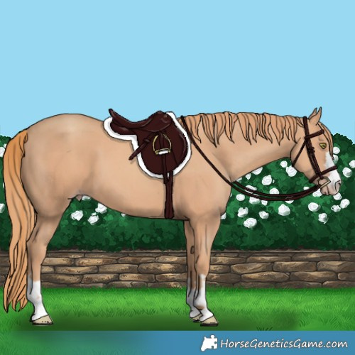 Horse Color:Gold Champagne