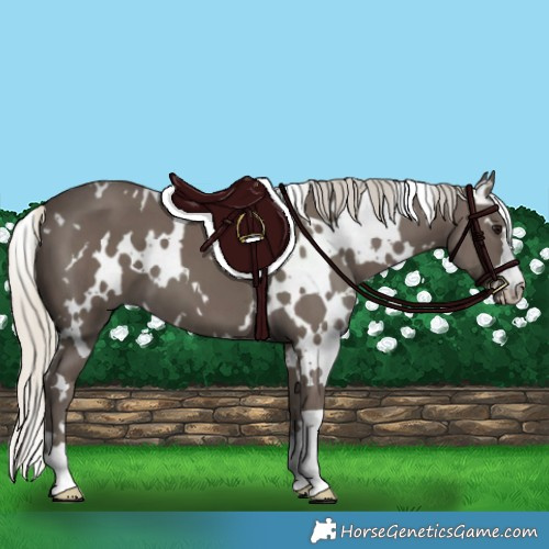 Horse Color:White Spotted Silver Smoky Black