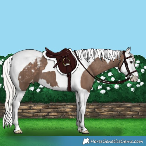 Horse Color:Silver Black Splash Tobiano Blanket