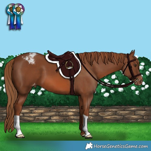 Horse Color:Chestnut Appaloosa