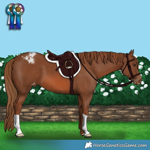 Horse Color:Chestnut Appaloosa
