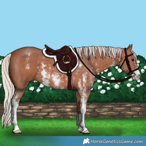 Horse Color:Silver Bay Sabino 