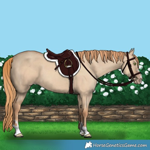 Horse Color:Gold Champagne Dun 