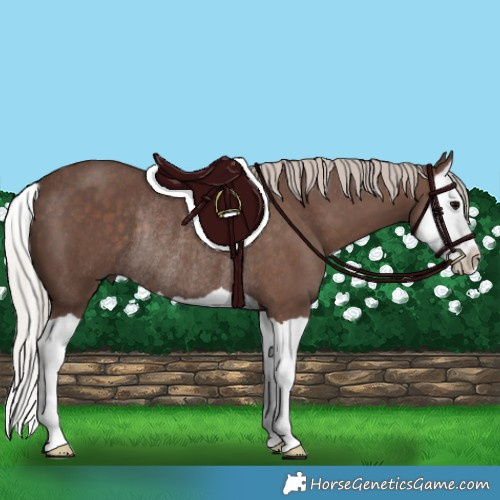 Horse Color:Silver Black Splash Rabicano 