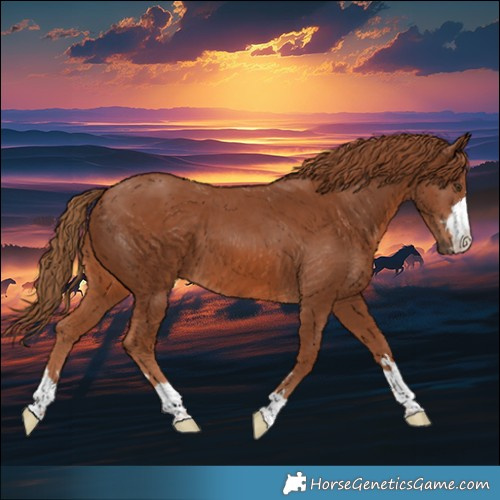 Horse Color:Chestnut 