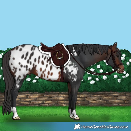Horse Color:Brown Appaloosa 