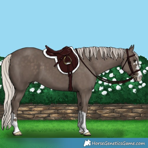 Horse Color:Silver Black