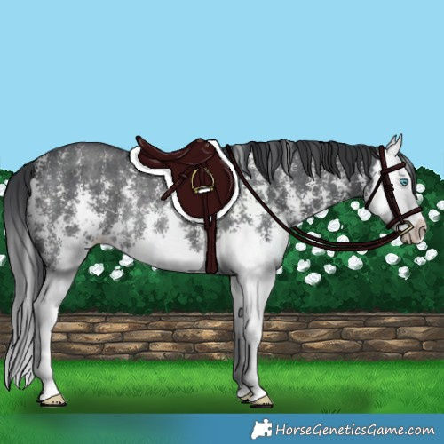 Horse Color:Black Sabino Splash Rabicano 