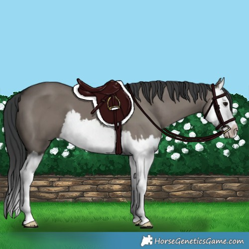 Horse Color:Grullo Splash