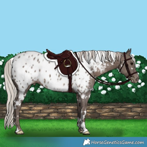 Horse Color:White Spotted Silver Black Appaloosa 