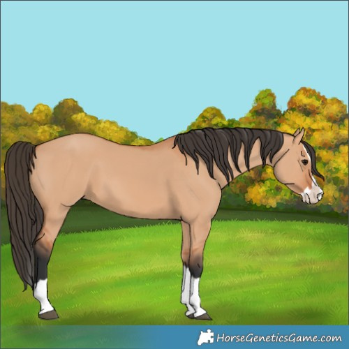 Horse Color:Bay Dun Splash 