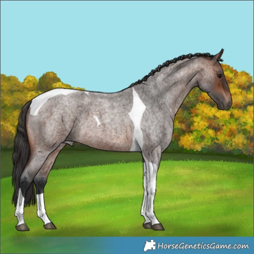 Horse Color:Brown Roan Tobiano