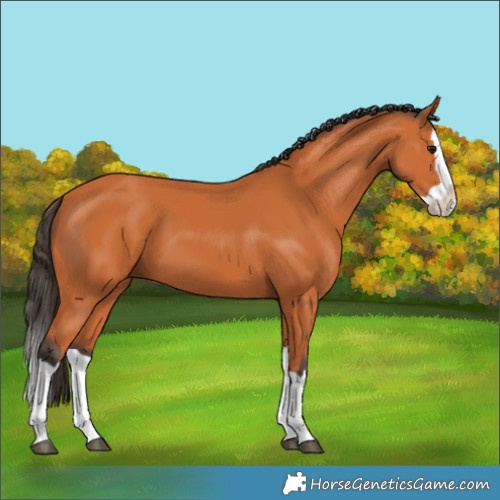 Horse Color:Bay Splash 