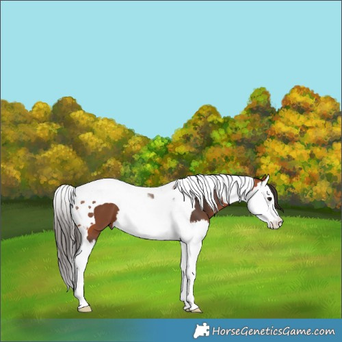 Horse Color:Bay Splash Tobiano 