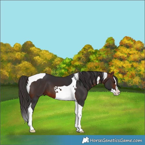 Horse Color:Bay Splash Tobiano 