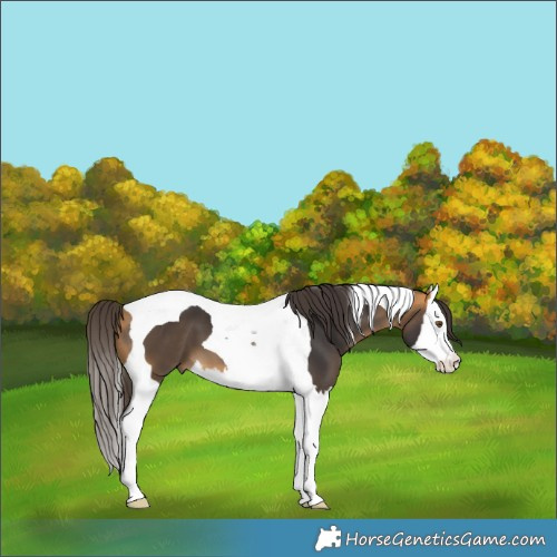 Horse Color:Pseudo Buckskin Splash Tobiano 