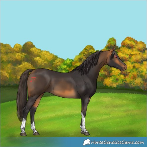 Horse Color:Buckskin Tobiano